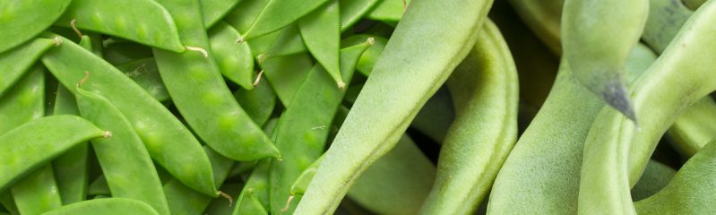 Beans: Lima & Snap Market Summary