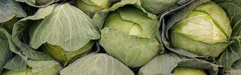Cabbage Market Summary