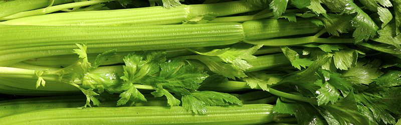 Celery Market Summary