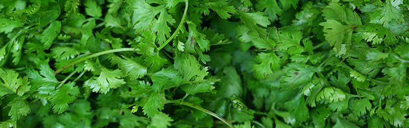 Cilantro Market Summary