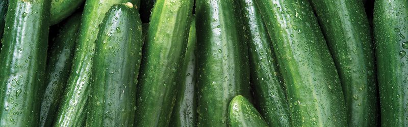 Cucumber Market Summary