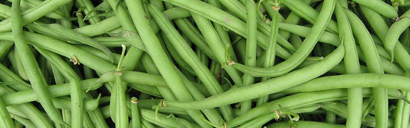 French Bean Market Summary