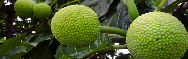 Breadfruit Market Summary
