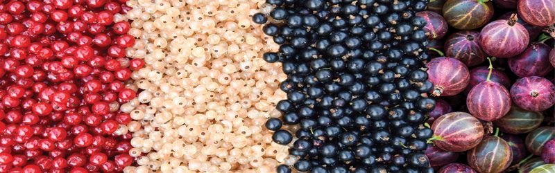 Currant and Gooseberry Market Summary