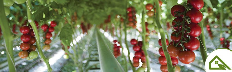 Tomato (greenhouse) Market Summary