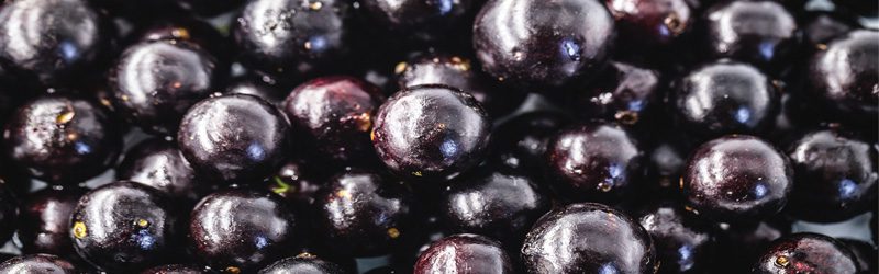 Jaboticaba Market Summary