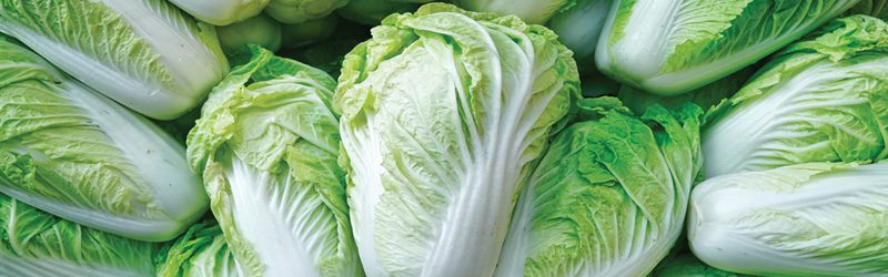 Napa Cabbage Market Summary