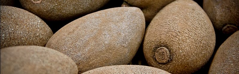 Mamey Sapote Market Summary