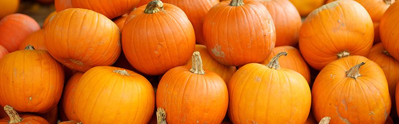 Pumpkin Market Summary