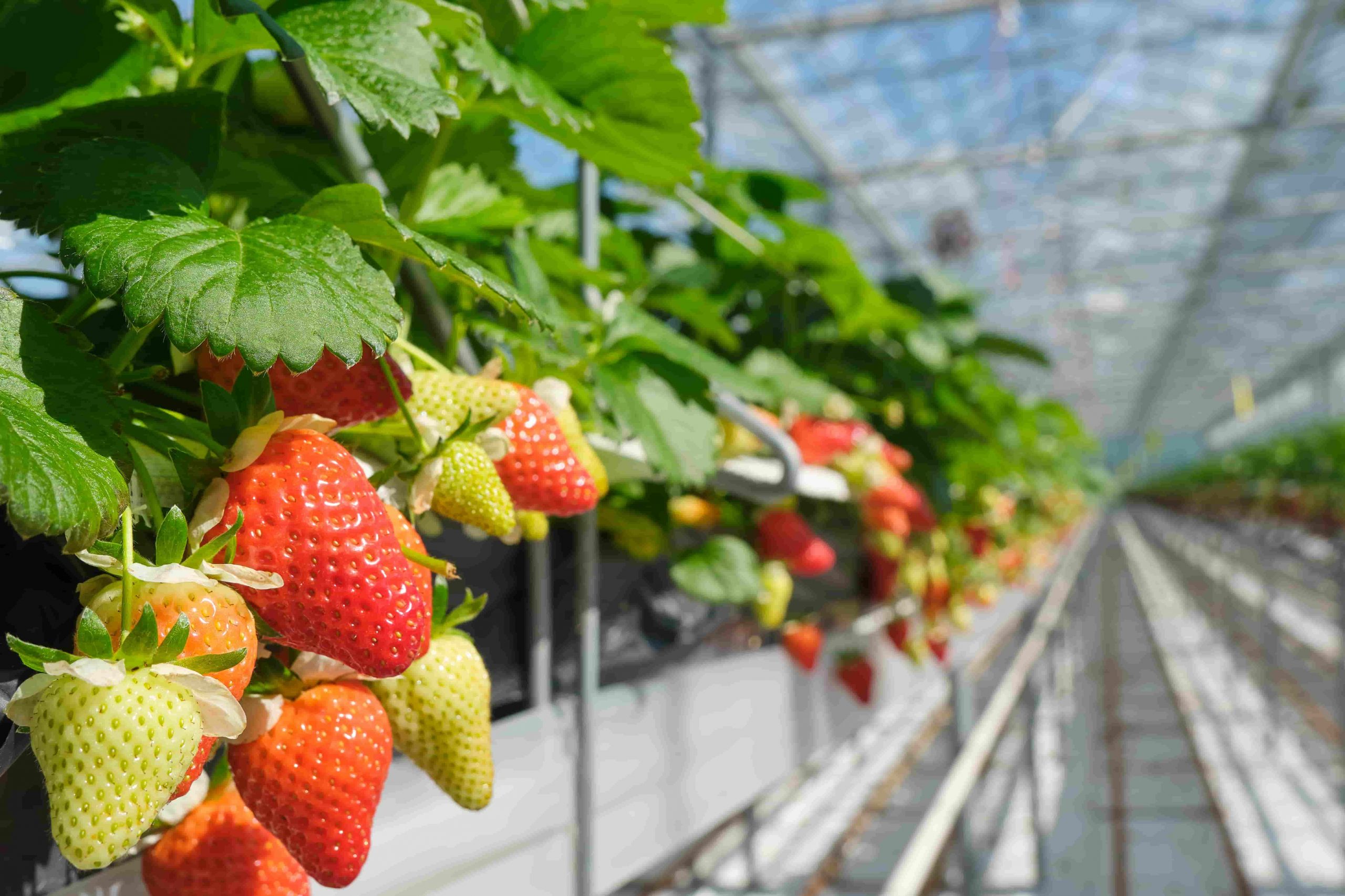 Crystal Valley Foods Relies on Blue Book for Smart Credit and Collections Decisions