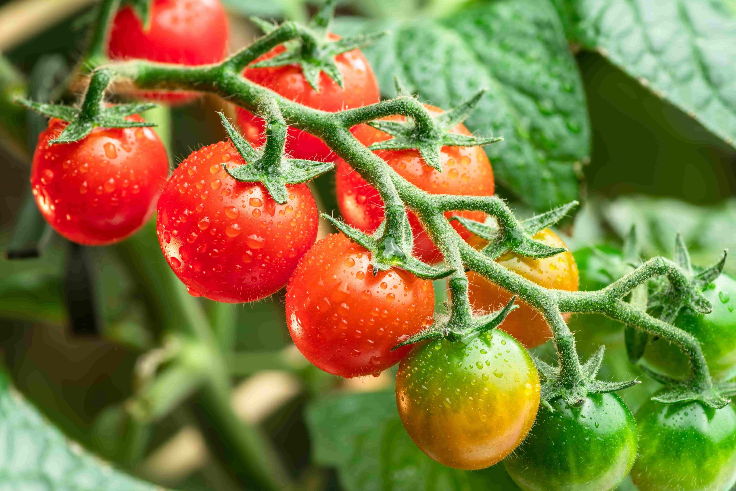 Blue Book Keeps Heritage Produce Distributing Thriving Through Credit and Business Intelligence