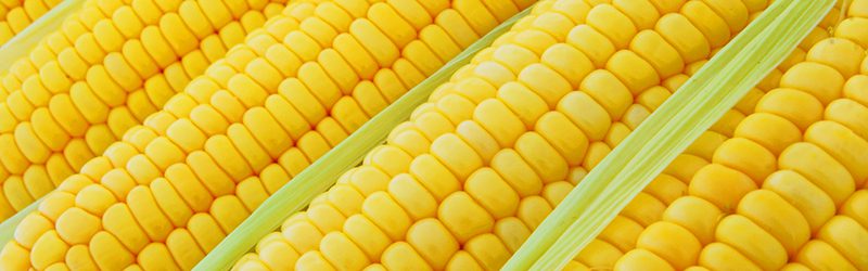 Sweet Corn Market Summary