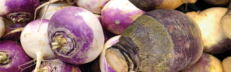 Turnip & Rutabaga Market Summary