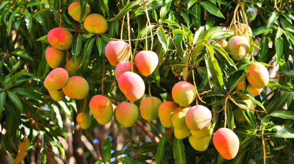 Spotlight on Mangos