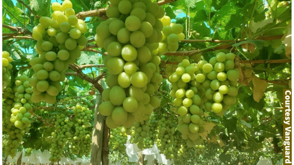 vanguard-peru-grapes